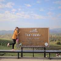 ไร่ชาฉุยฟง จ.เชียงราย : Choui Fong Tea Plantation