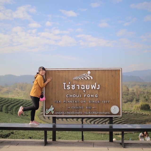 ไร่ชาฉุยฟง จ.เชียงราย : Choui Fong Tea Plantation