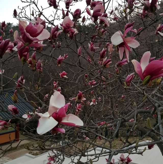 용문산 등산 여행기