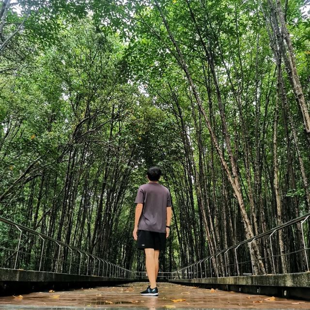เส้นทางชมป่าโกงกางที่สวนสะพานหิน 
