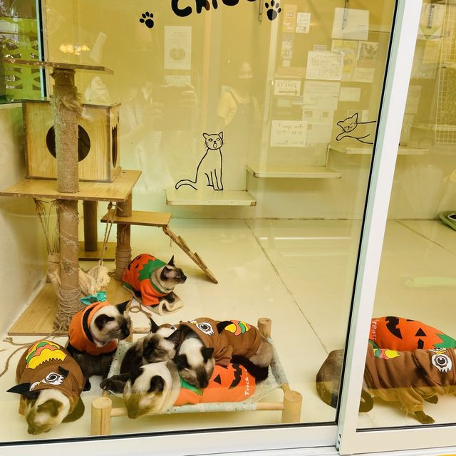 Chico cafe ร้านคาเฟ่แมวย่านทองหล่อ
