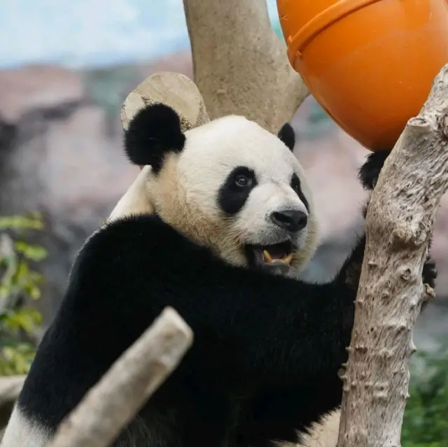 MACAU GIANT PANDA PAVILLION