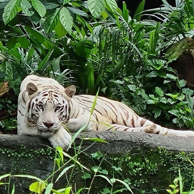 Animal encounters at Singapore Zoo