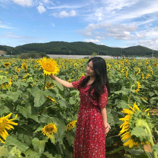 9월엔 연천 호로고루에서 해바라기🌻 