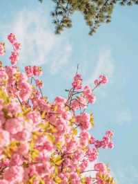 울산 숨겨진 겹벚꽃 명소 