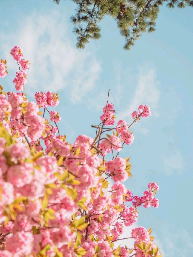 울산 숨겨진 겹벚꽃 명소 
