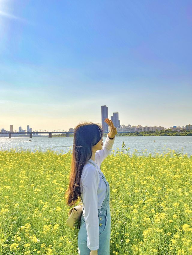 서울 유채꽃 명소, 반포 한강공원 서래섬