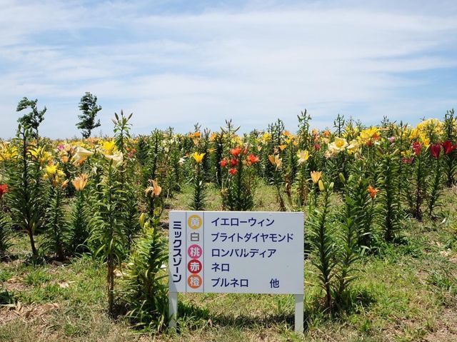 絕美的百合花園｜大阪