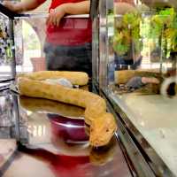 Snake Temple @Penang Island