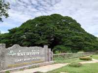 ต้นจามจุรียักษ์ 🌳👹😃🫶🏻😍💗📍🔝