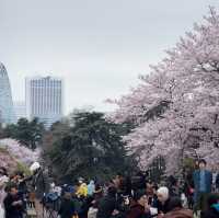 Sakura blooming 