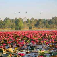ทะเลบัวแดง จังหวัดกาฬสินธุ์