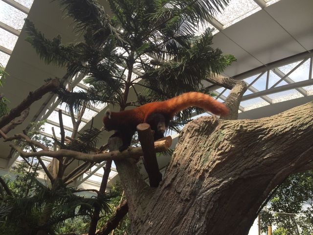 Singapore Zoo 🐒