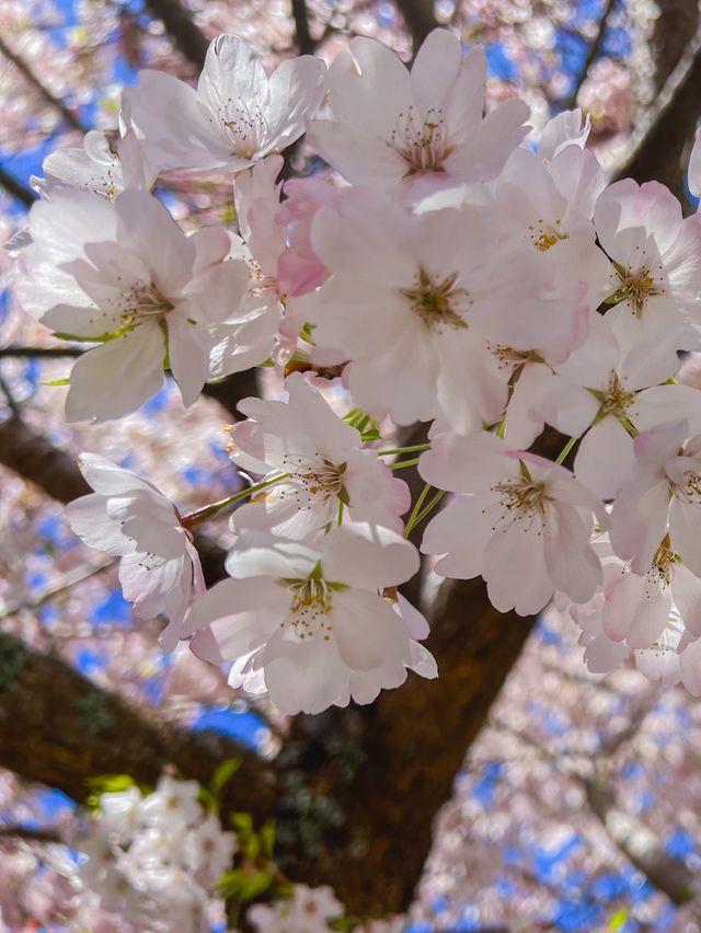 ชม Cherry Blossom 🌸 ที่รัฐ Oregon กันค่ะ 