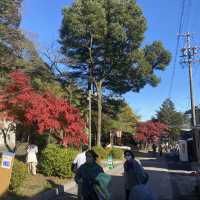 日本養老公園絕美賞楓景點