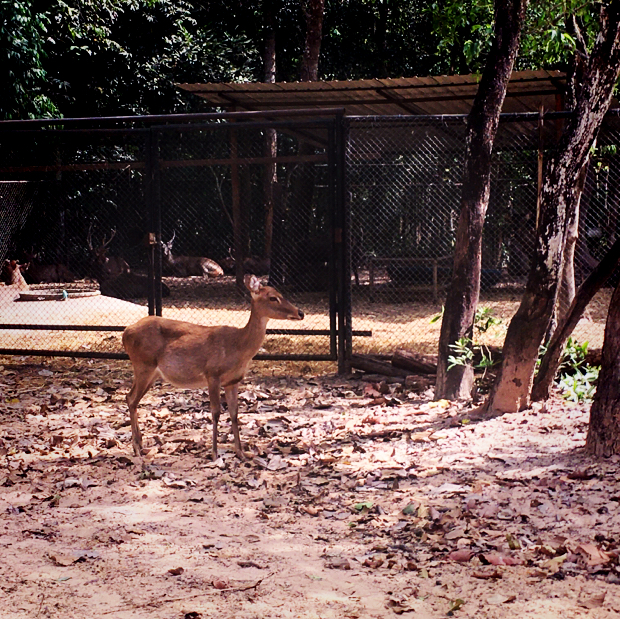 This is why the zoo in Ubon isn't walkable! Ubon Ratchathani Travelogues This is why the zoo in Ubon isn't walkable! Ubon Ratchathani Travelogues