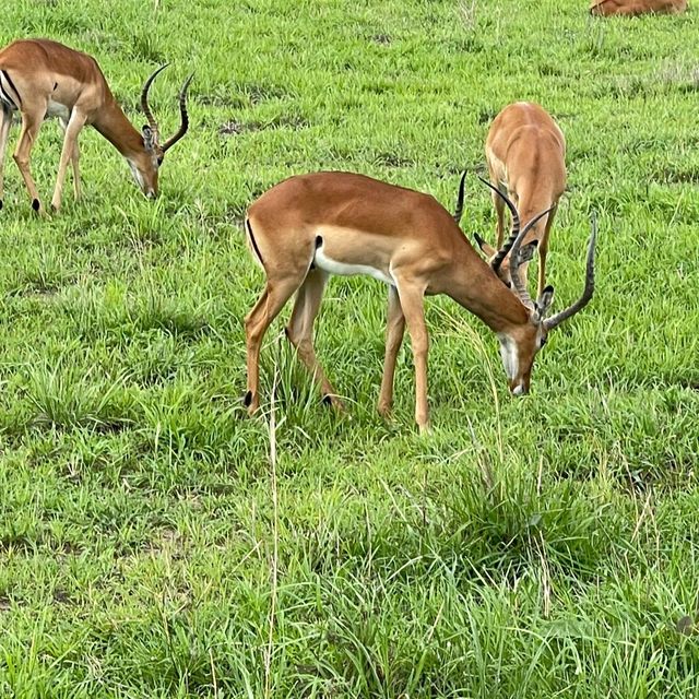 National park Tanzania