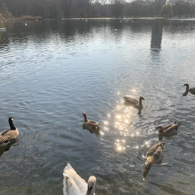 倫敦海德公園 Hyde Park