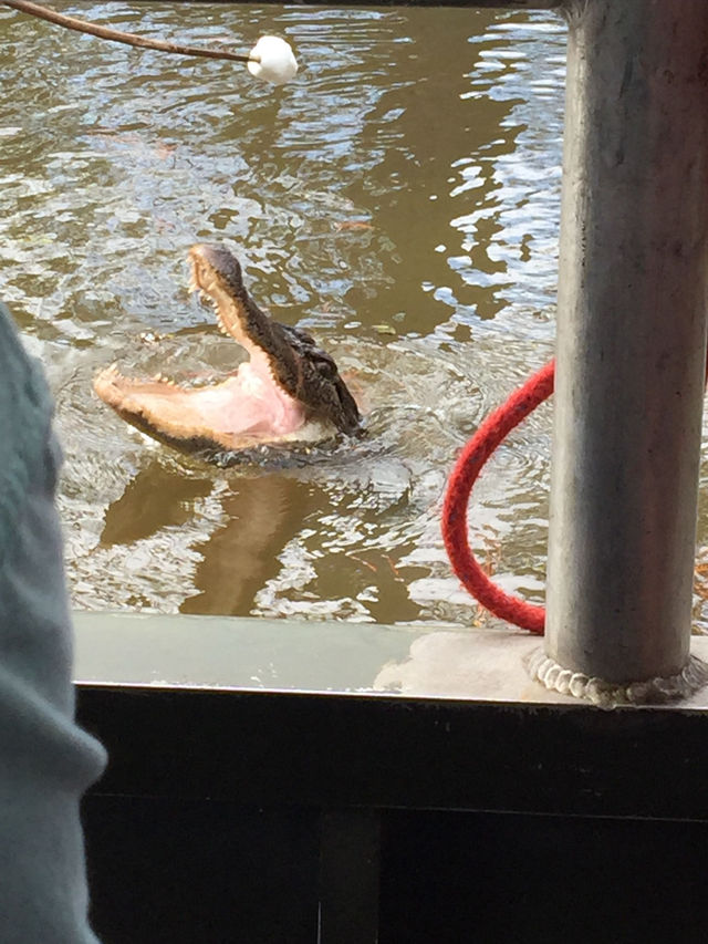 Steamboats and Swamp boat in N'awlins