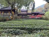 Chilled autumn stroll In Hangzhou 🍂 