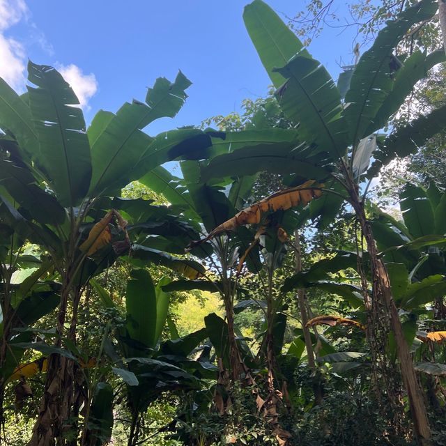 Zip-Line through the jungle!
