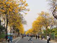 Spring in Alishan