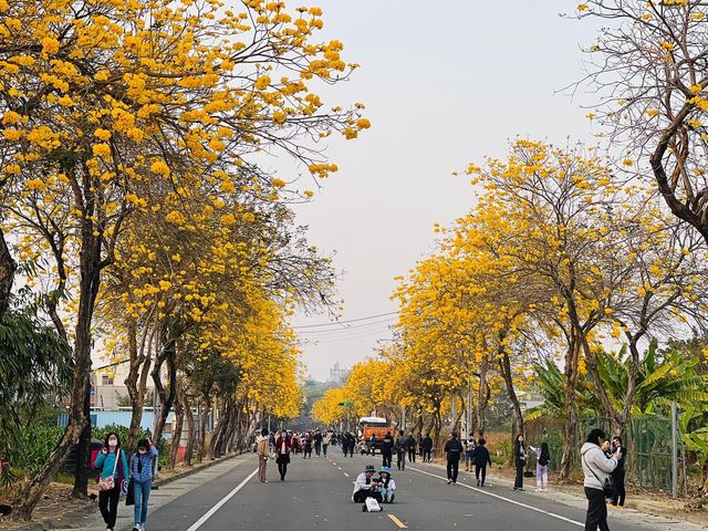 Spring in Alishan