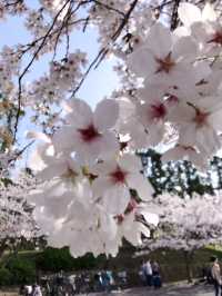 Cherry blossom season near my home.