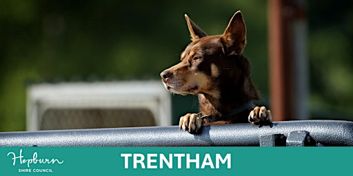 Working Dog Training School (Trentham) | Trentham