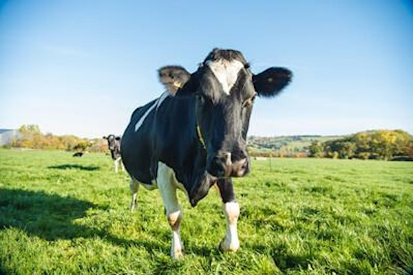 Yeo Valley Farm to Fridge 2025 | Yeo Valley Organic Garden