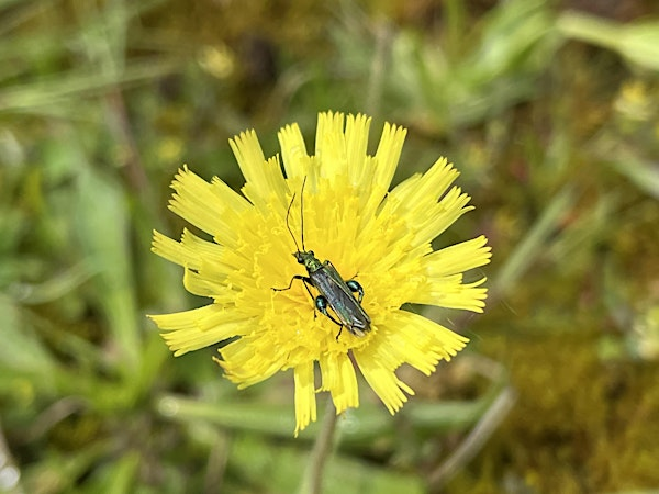 Wildflowers for All: August | Whisby Education Centre