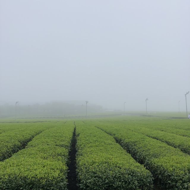 [제주도 디저트맛집🍵] 🌱오설록 티뮤지엄🌱