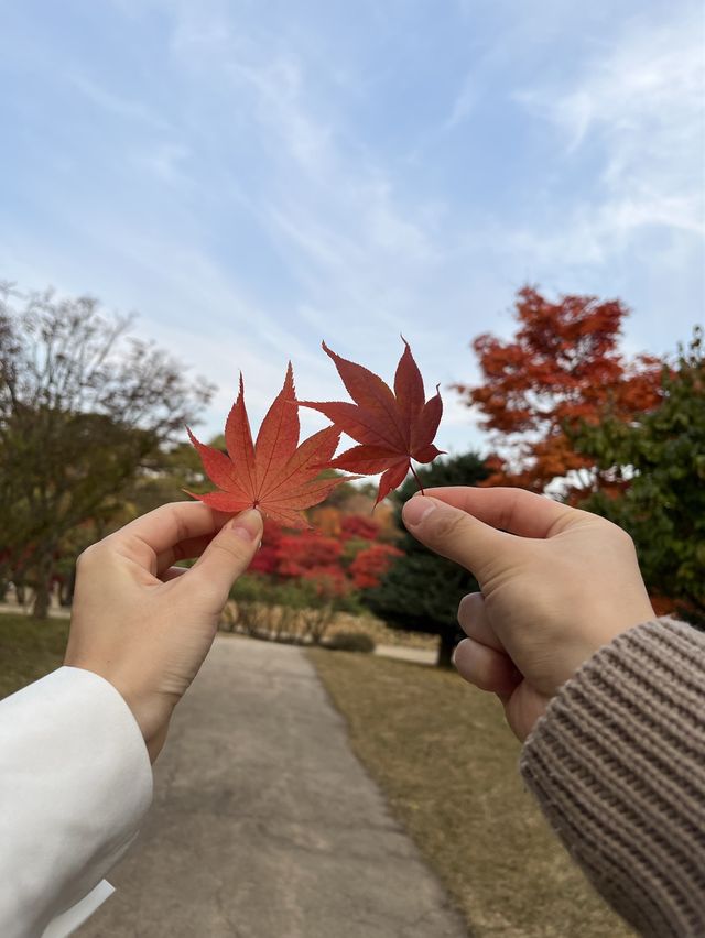 가을하면 단풍🍁 단풍하면 호암미술관 🍁