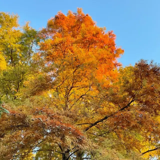 水元公園の紅葉