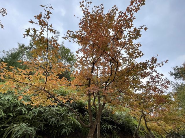 🍁千島湖大棠紅葉之旅🍁 🍁千島湖大棠紅葉之旅🍁