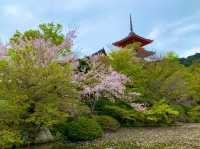京都　KYOTO SAKURAめぐり❗️まさに、いとをかし清水寺の桜に大満足❗️