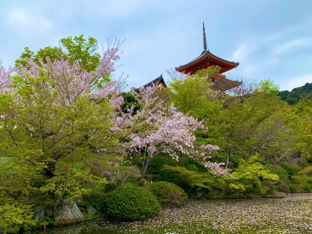 京都　KYOTO SAKURAめぐり❗️まさに、いとをかし清水寺の桜に大満足❗️