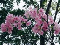 將軍澳睇黃花風鈴木