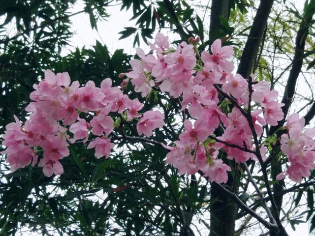 將軍澳睇黃花風鈴木