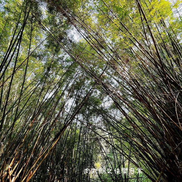 【假子親子遊】春天篇地木棉花～