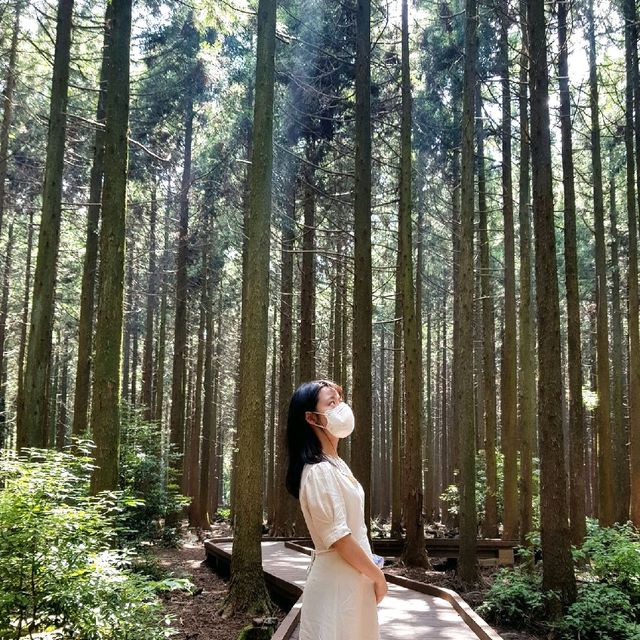 제주도에서 트레킹하기 [사려니숲길]