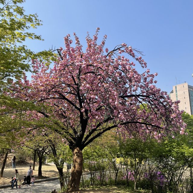 보라매공원 겹벚꽃 보러가세요🌸💓🌸