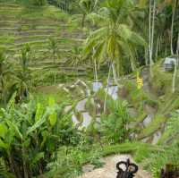 The Best Bali Rice Fields to Visit