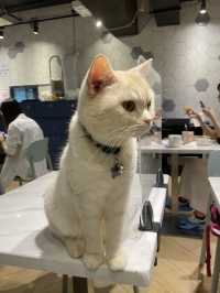Urban cafe 觀塘去特色貓cafe
