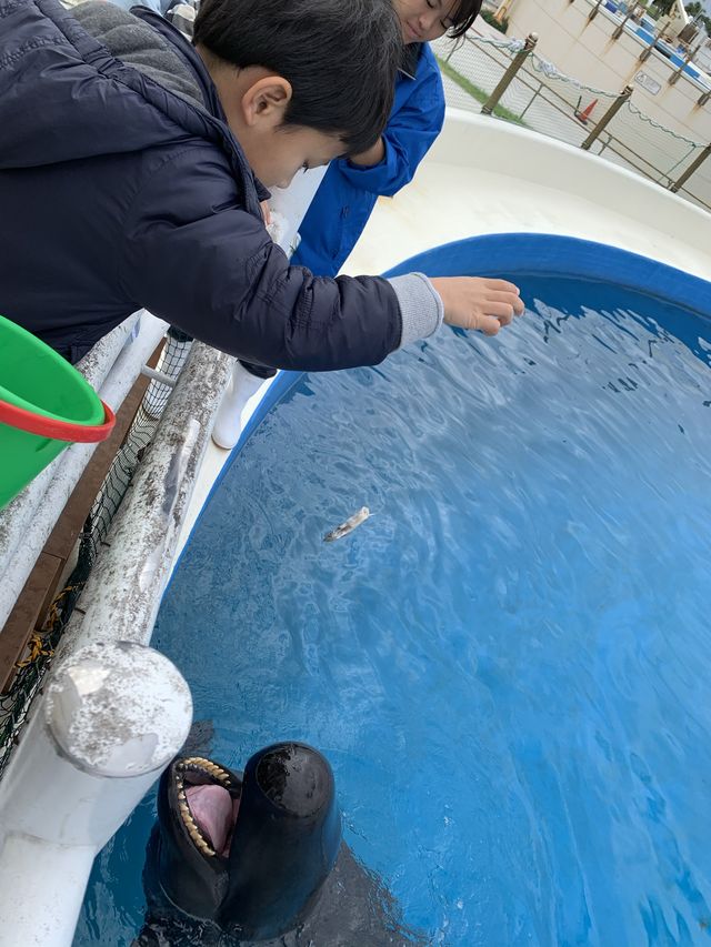 海豚餵食體驗學習 | 沖繩旅行