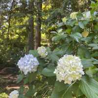 紫陽花が素敵なお寺