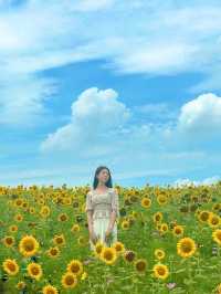 7월에 피는 가장 예쁜 꽃 해바라기🌻보러 안성팜랜드로 오세요💛