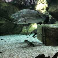 Let’s Explore River Wonders in Singapore! 