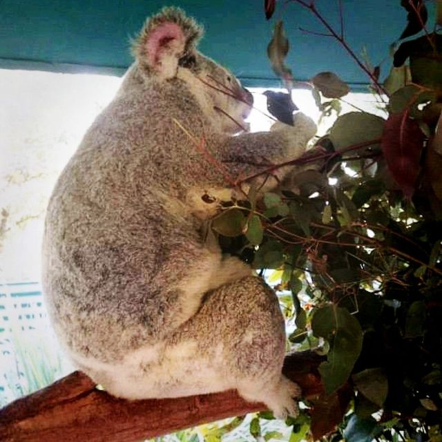 Conservation and A Zoo All In One