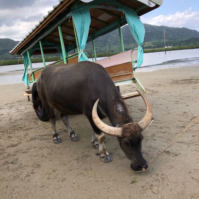 沖縄県石垣島 由布島水牛